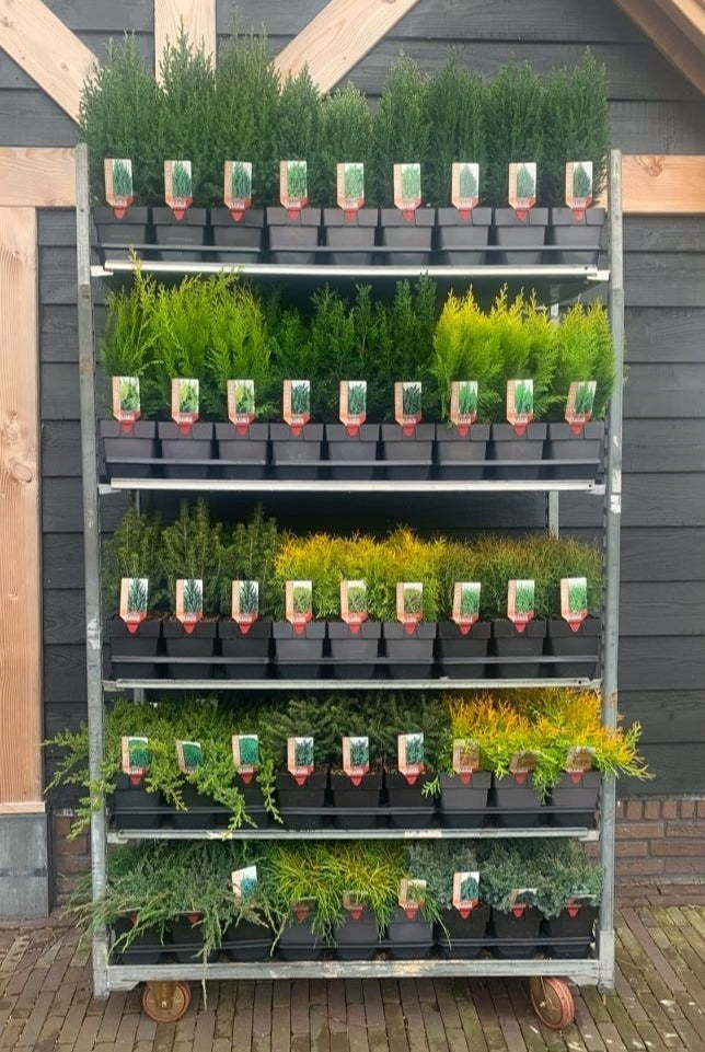 Conifer mix 40cm 17cm Pot