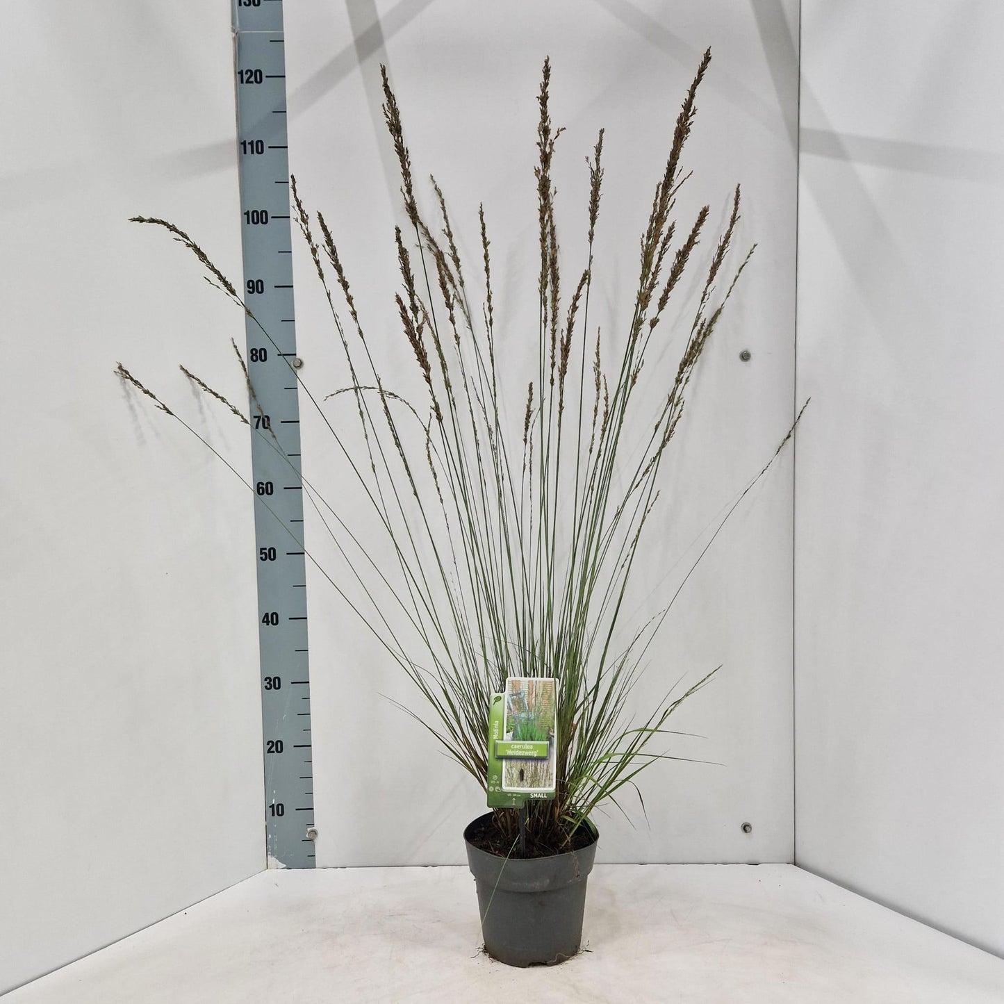 Molinia caerulea mix 110cm 17cm Pot