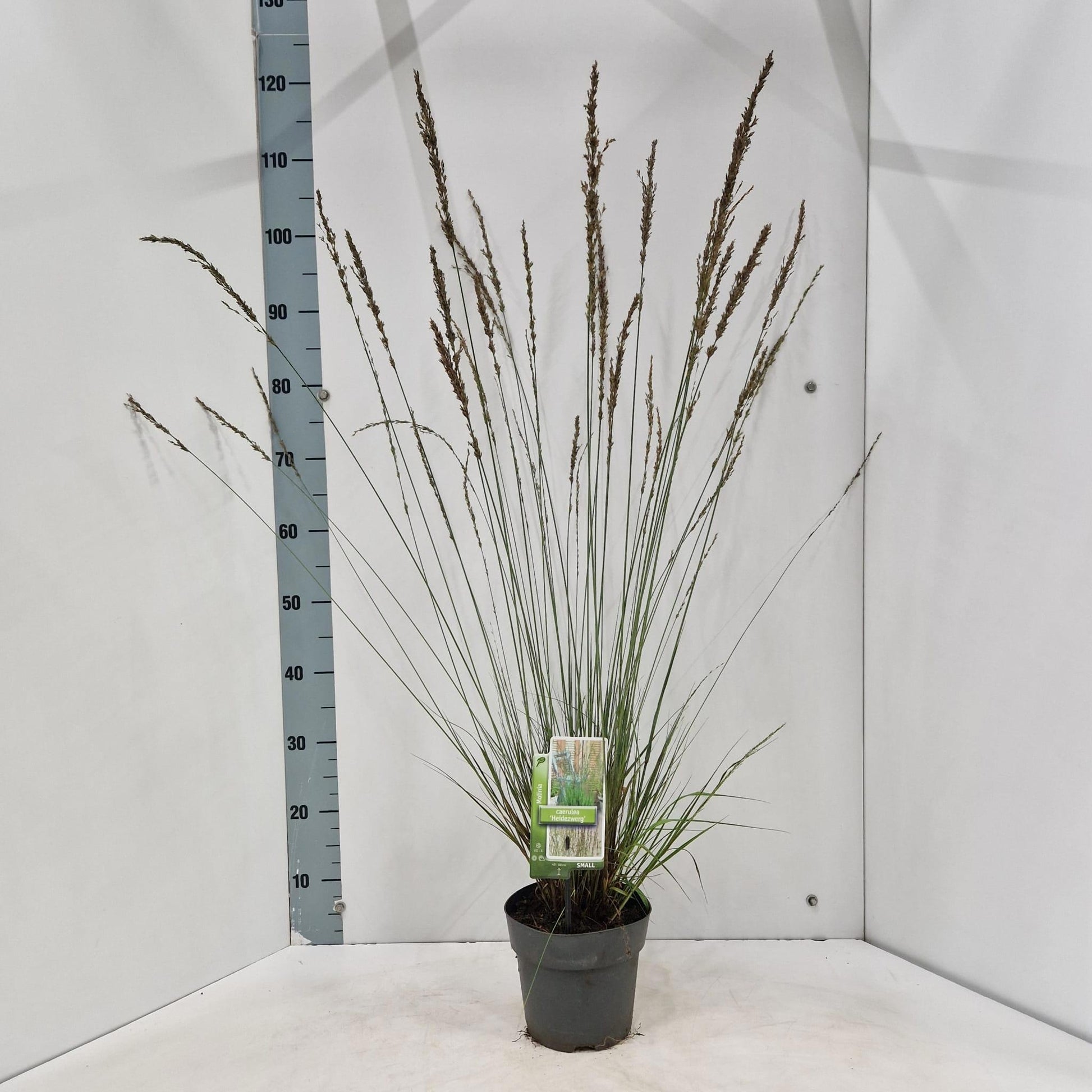 Molinia caerulea mix 110cm 17cm Pot