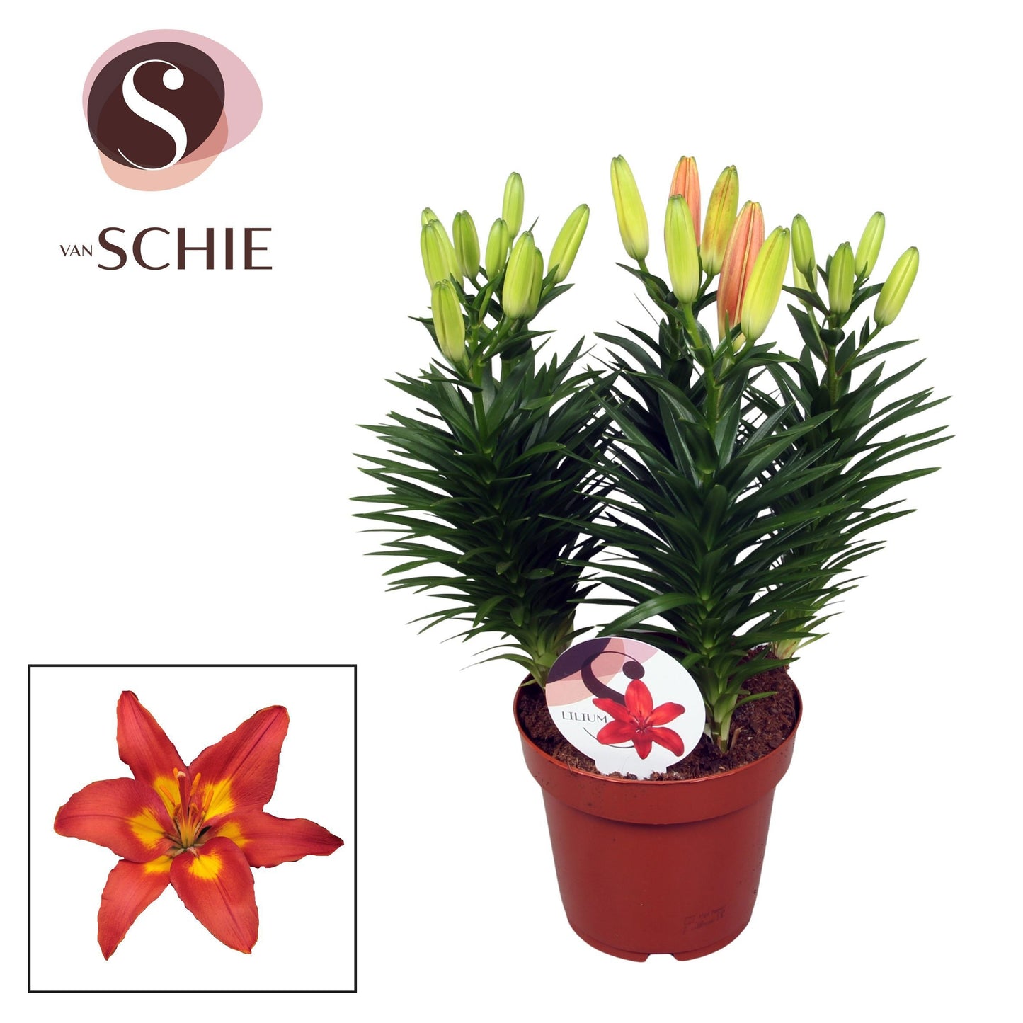 Lilium az. hybrid 40cm 19cm Pot