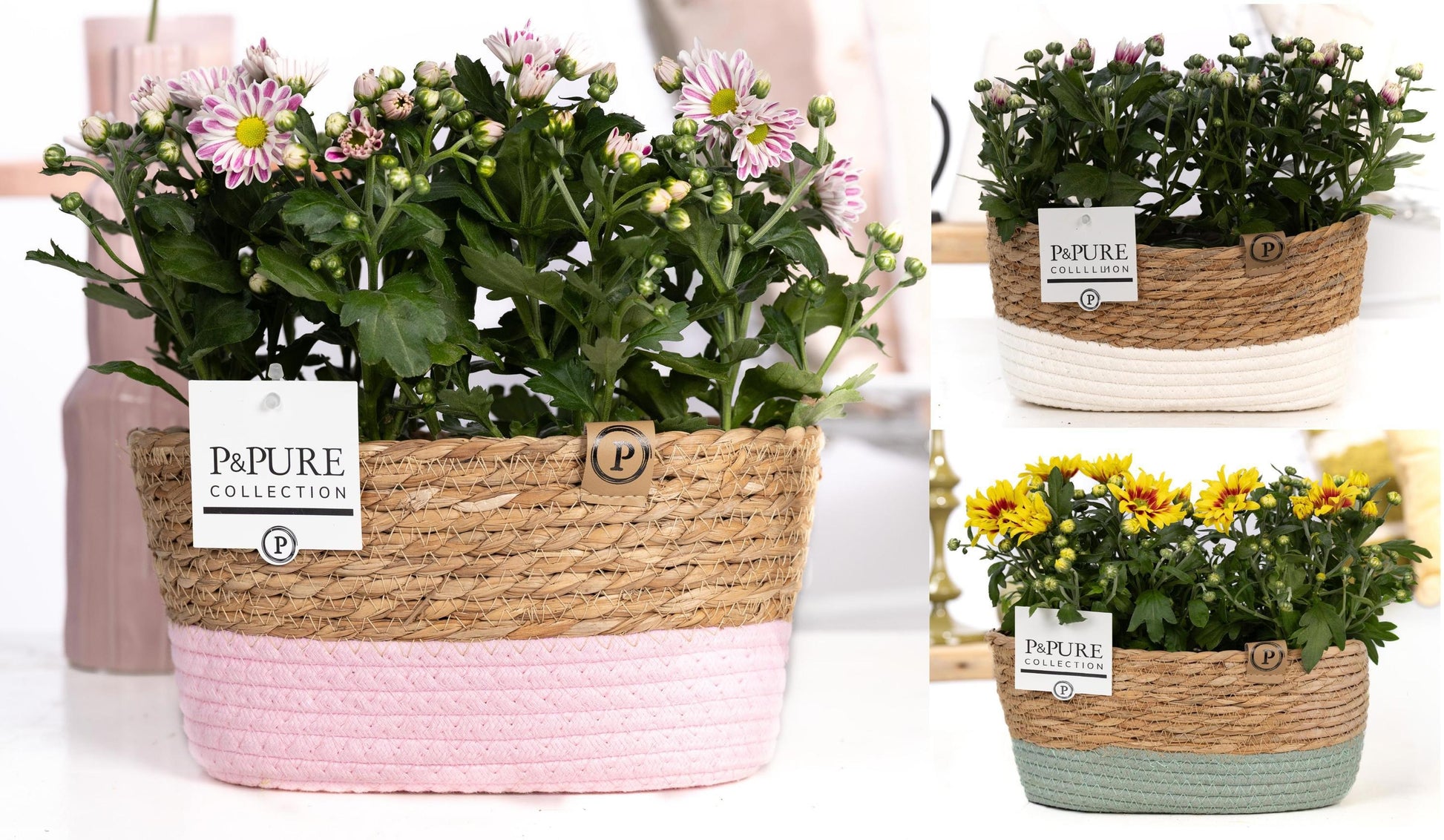 Pure Collection Chrysanthemum bicolour mix Pack of 3