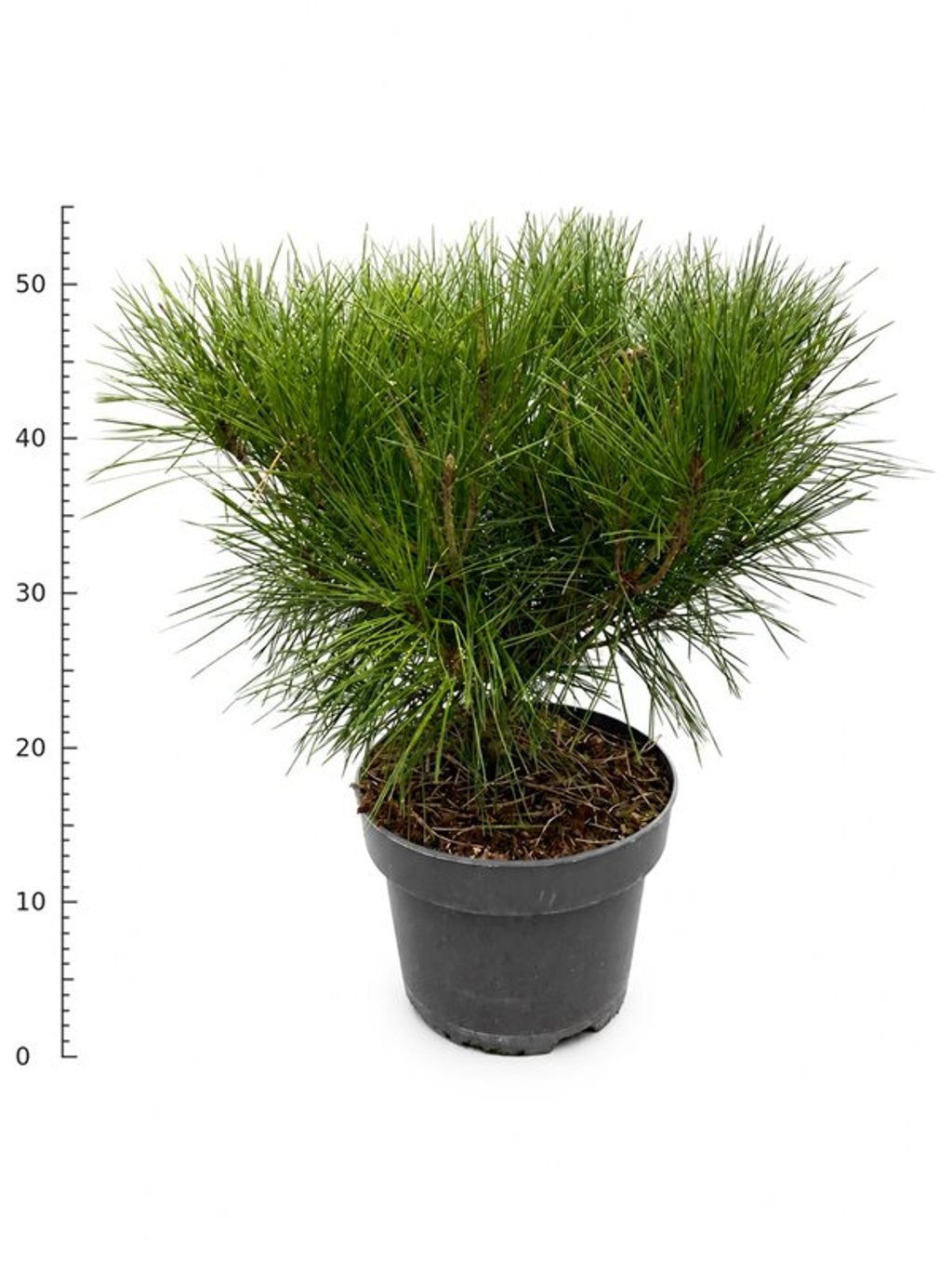 Pinus Alice Verkade 50cm 23cm Pot