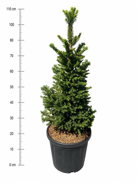 Picea ab. Will Zwerg 110cm 38cm Pot