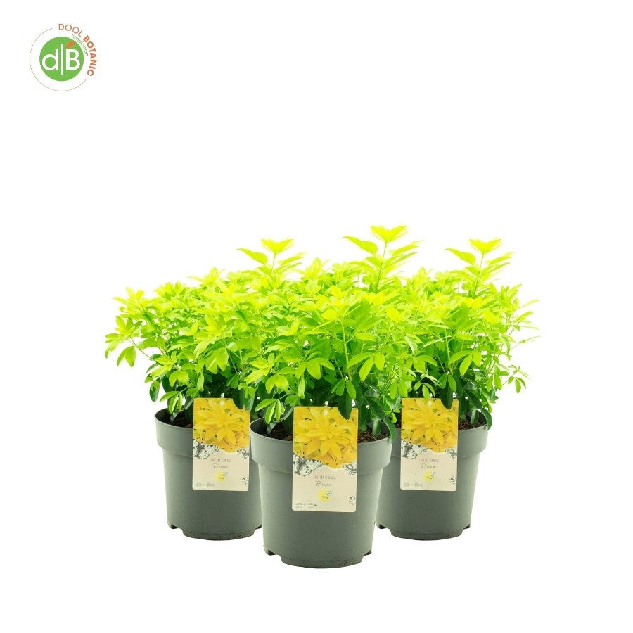Choisya Sundance 55cm 26cm Pot