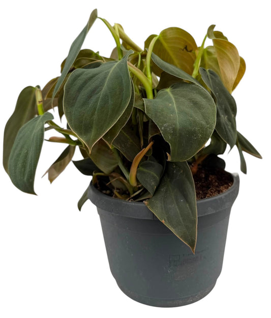 Vireo-Hedera plant BV Philodendron scandens Pack of 5