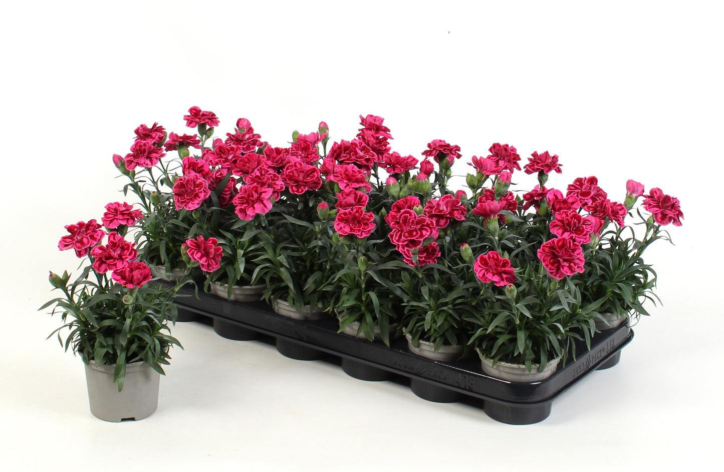 Dianthus Oscar Purple Wings 15cm 9cm Pot