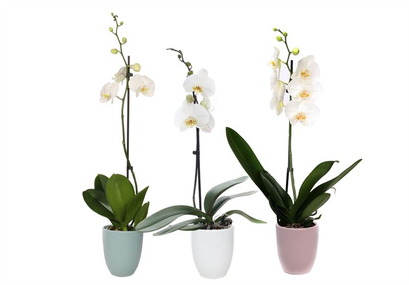 Phalaenopsis white 60cm 12cm Pot