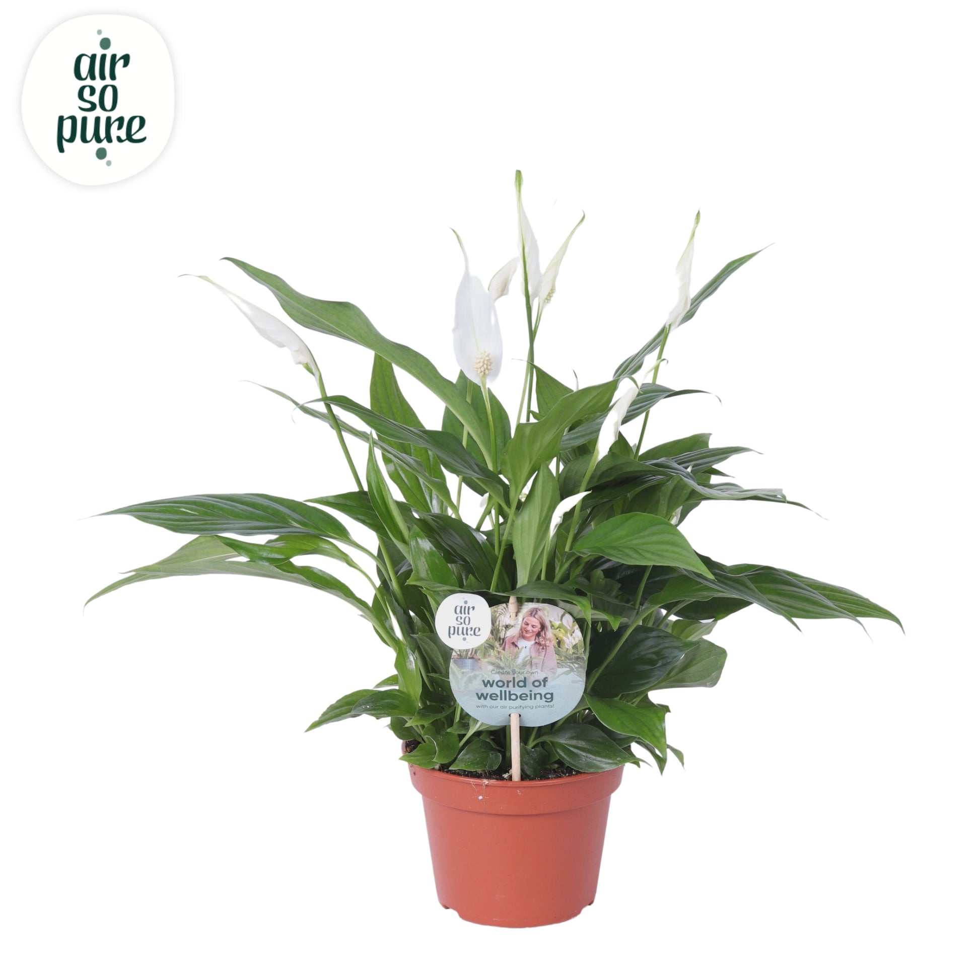 Spathiphyllum Pearl Cupido 45cm 15cm Pot