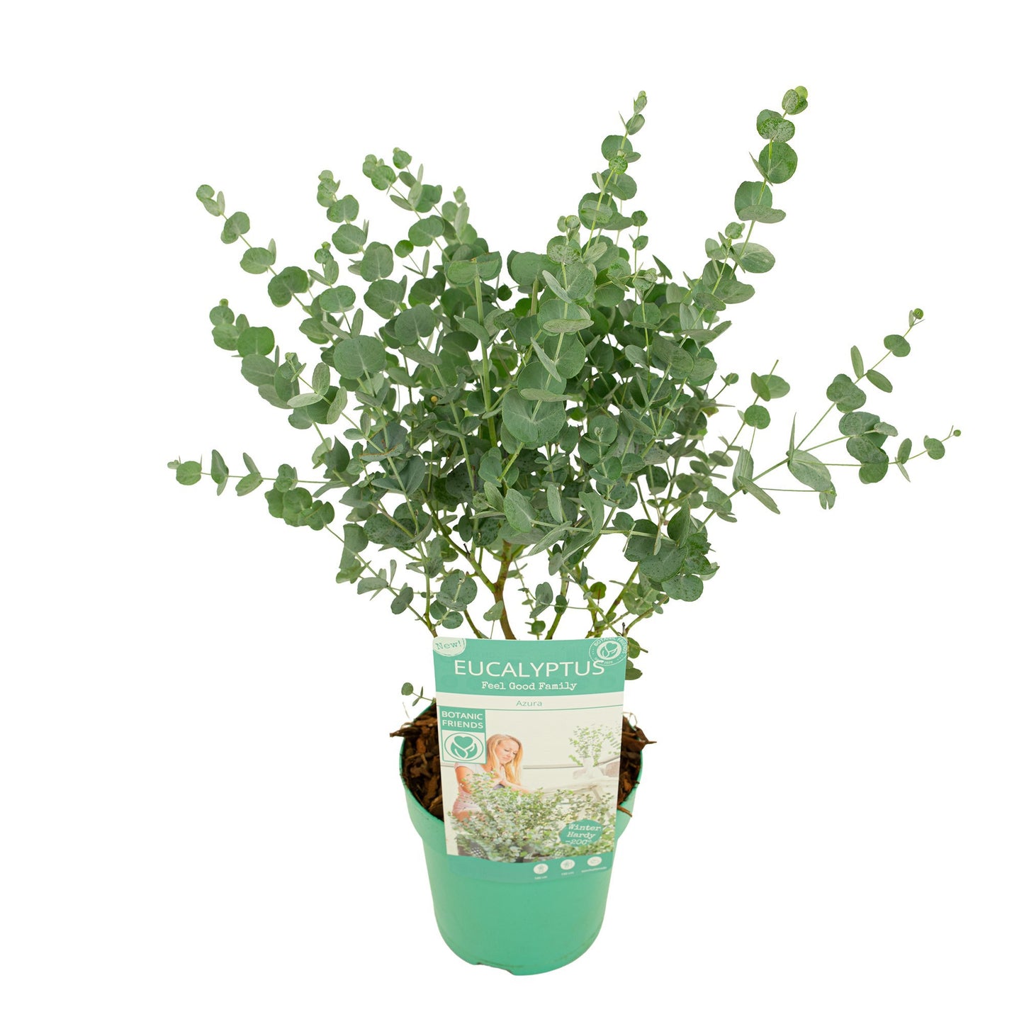 Eucalyptus gunnii Azura 35cm 15cm Pot