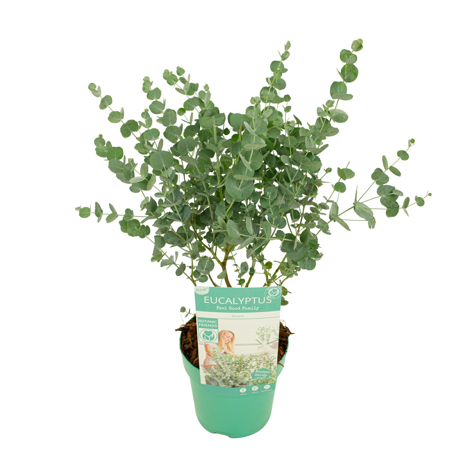 Eucalyptus gunnii Azura 35cm 15cm Pot
