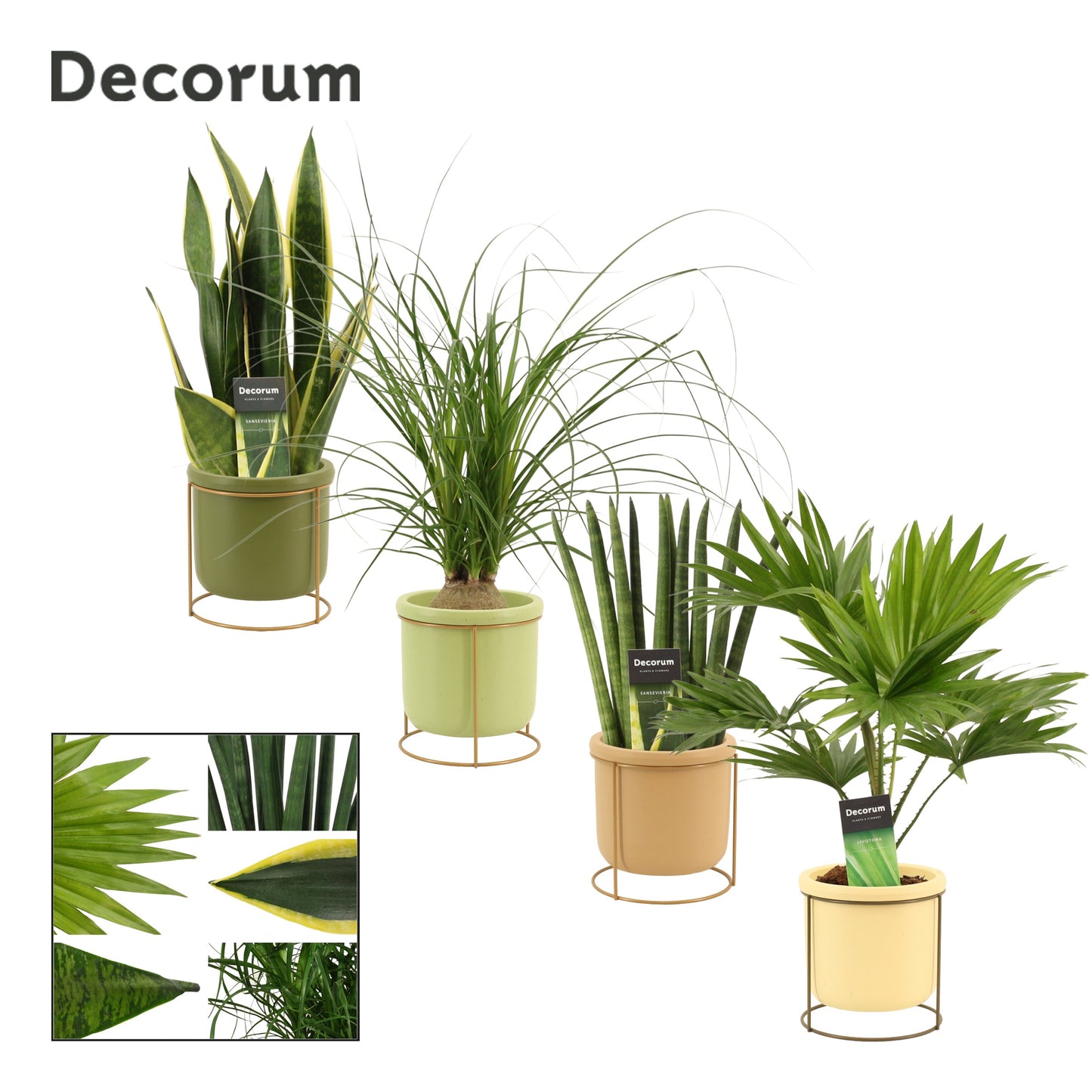 Duijn-Hove BV, kwekerij Foliage houseplants mix Pack of 4