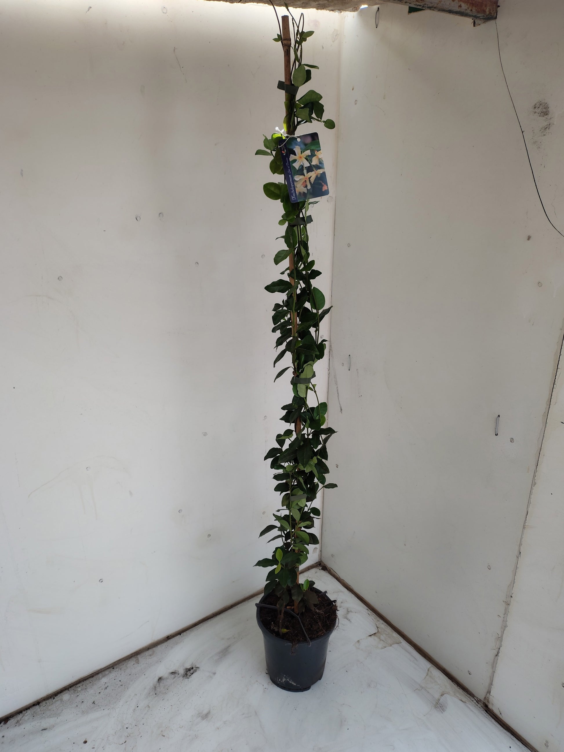 Trachelospermum Star of Toscane 120cm 17cm Pot