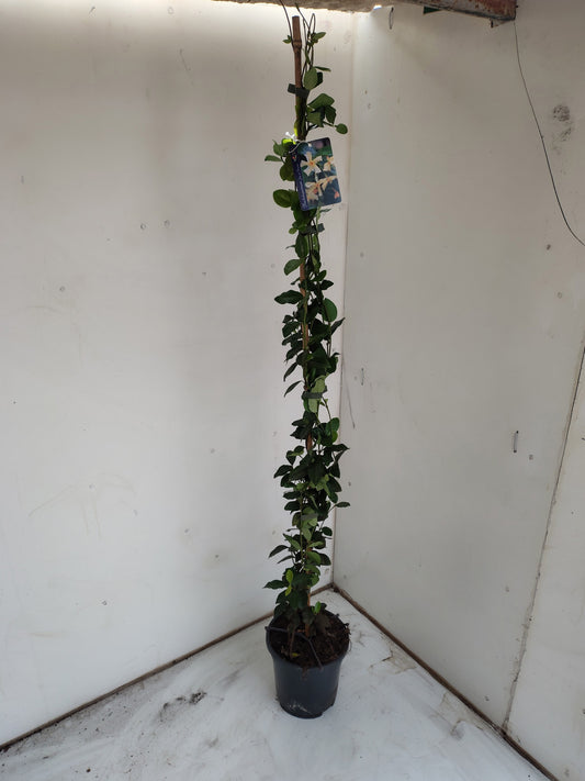 Trachelospermum Star of Toscane 120cm 17cm Pot