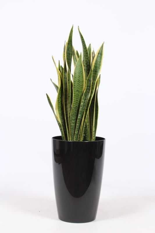 Sansevieria Laurentii 100cm 29cm Pot