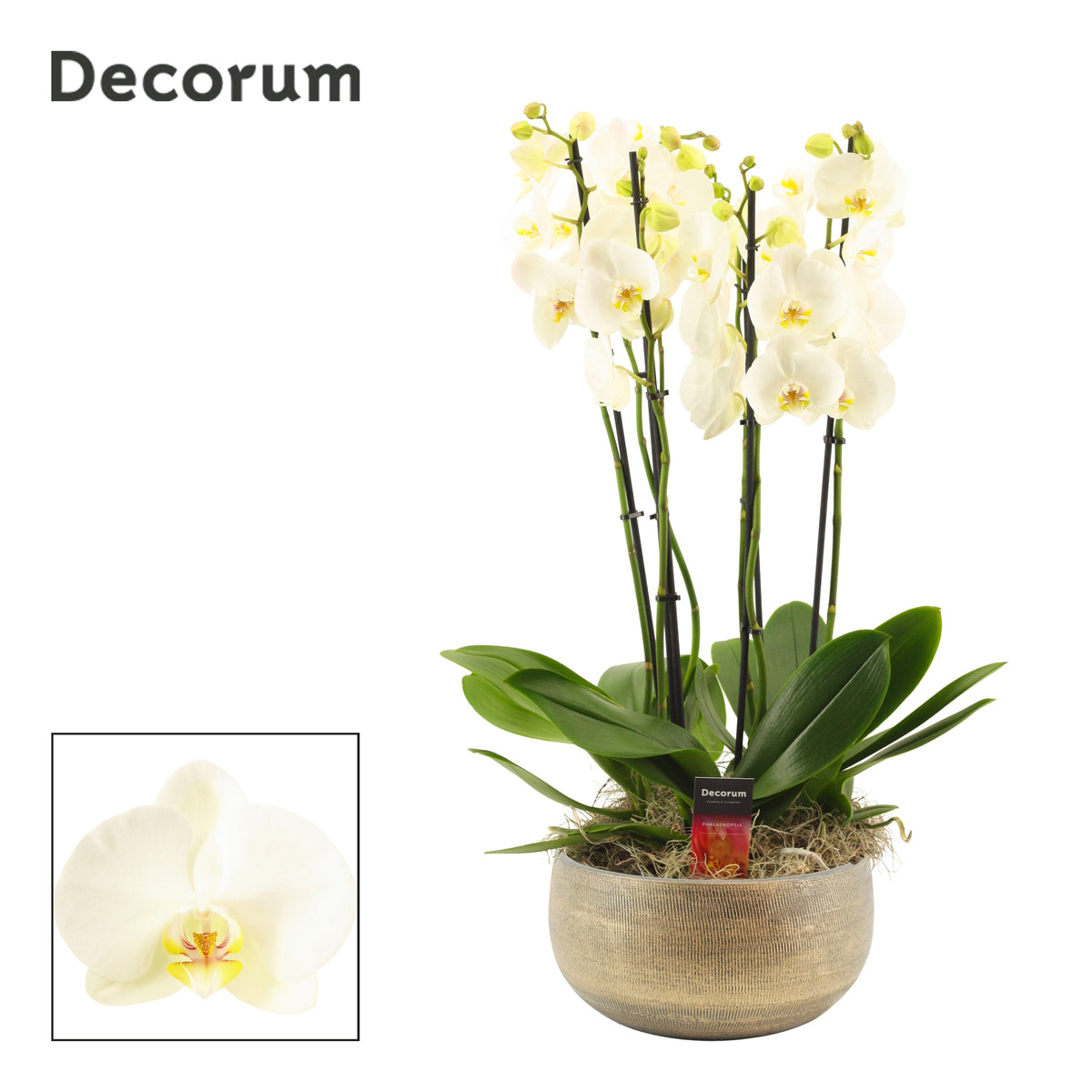 Phalaenopsis white 65cm 27cm Pot