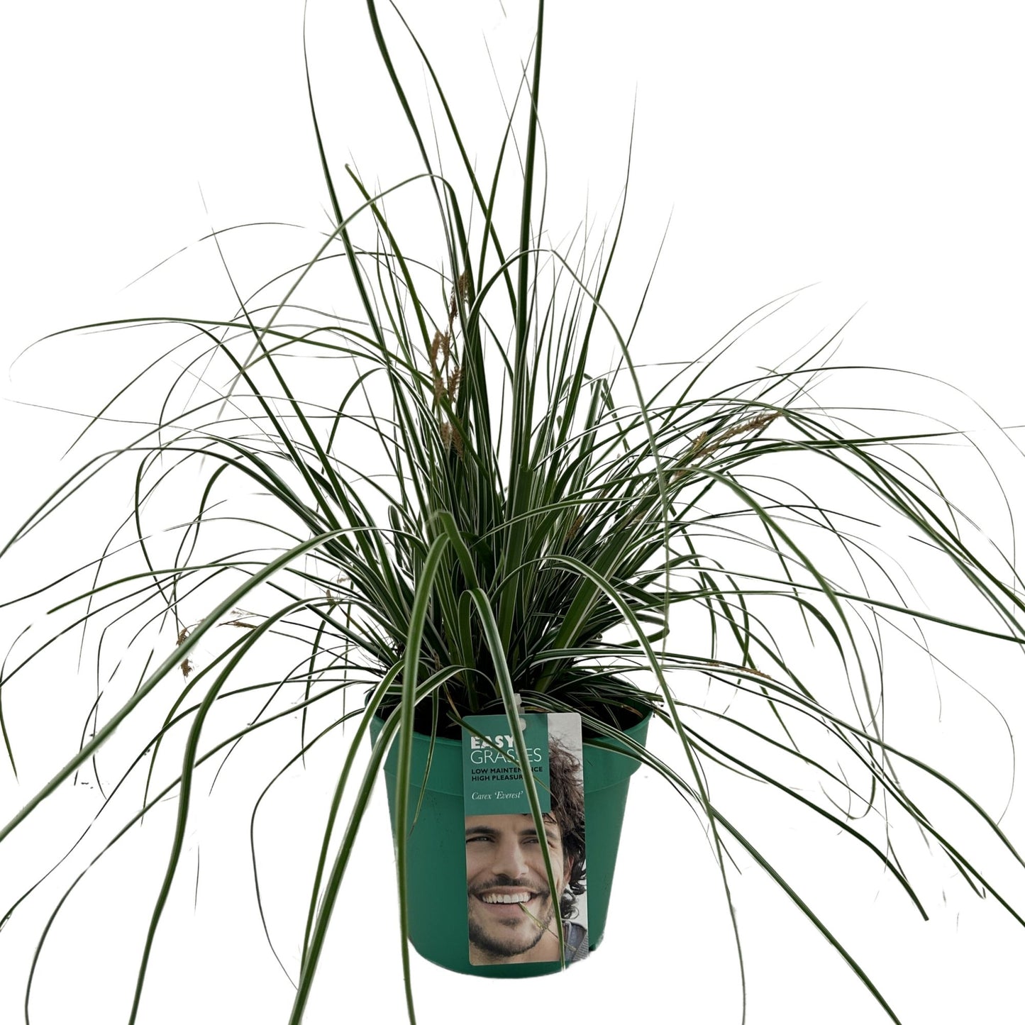 Carex Everest 35cm 17cm Pot