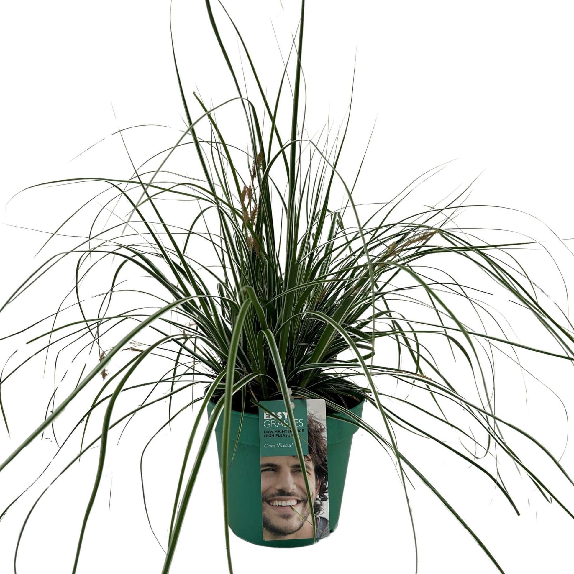 Carex Everest 35cm 17cm Pot