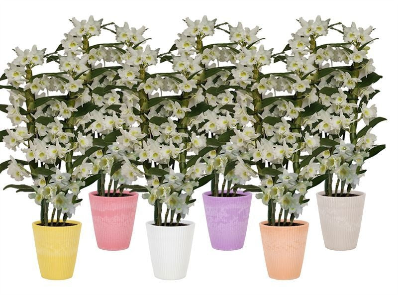 Dendrobium Apollon 50cm 12cm Pot