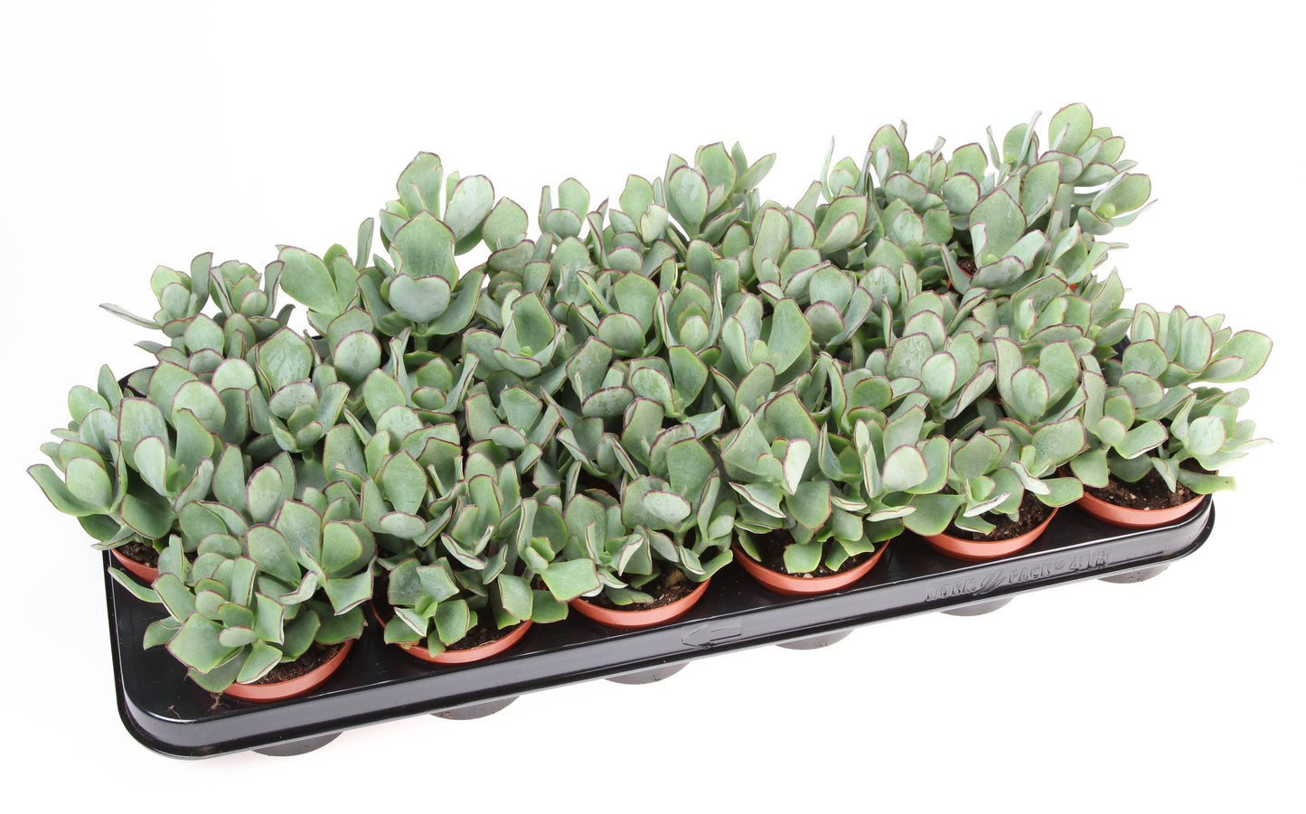 Euro Cactus Holland Bv Crassula arborescens Pack of 18