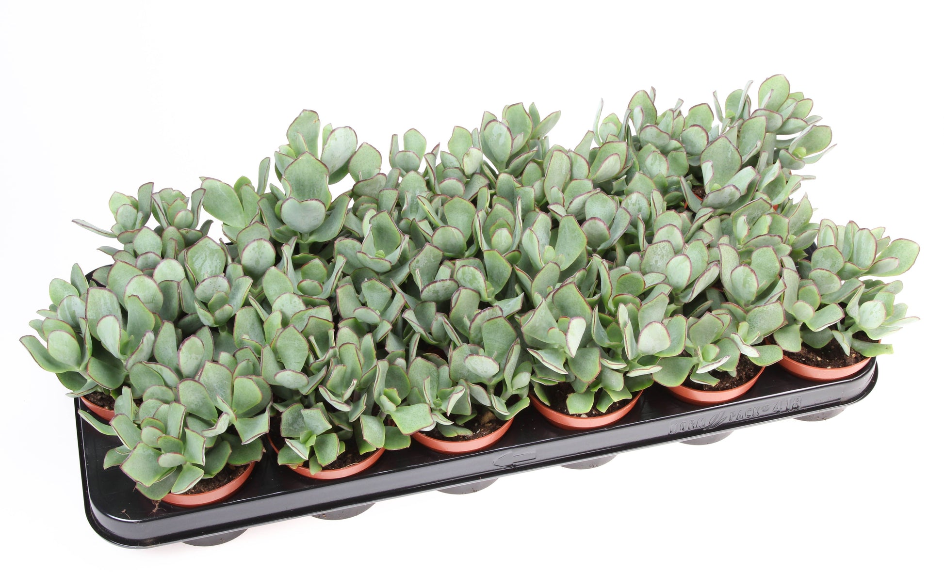 Euro Cactus Holland Bv Crassula arborescens Pack of 18