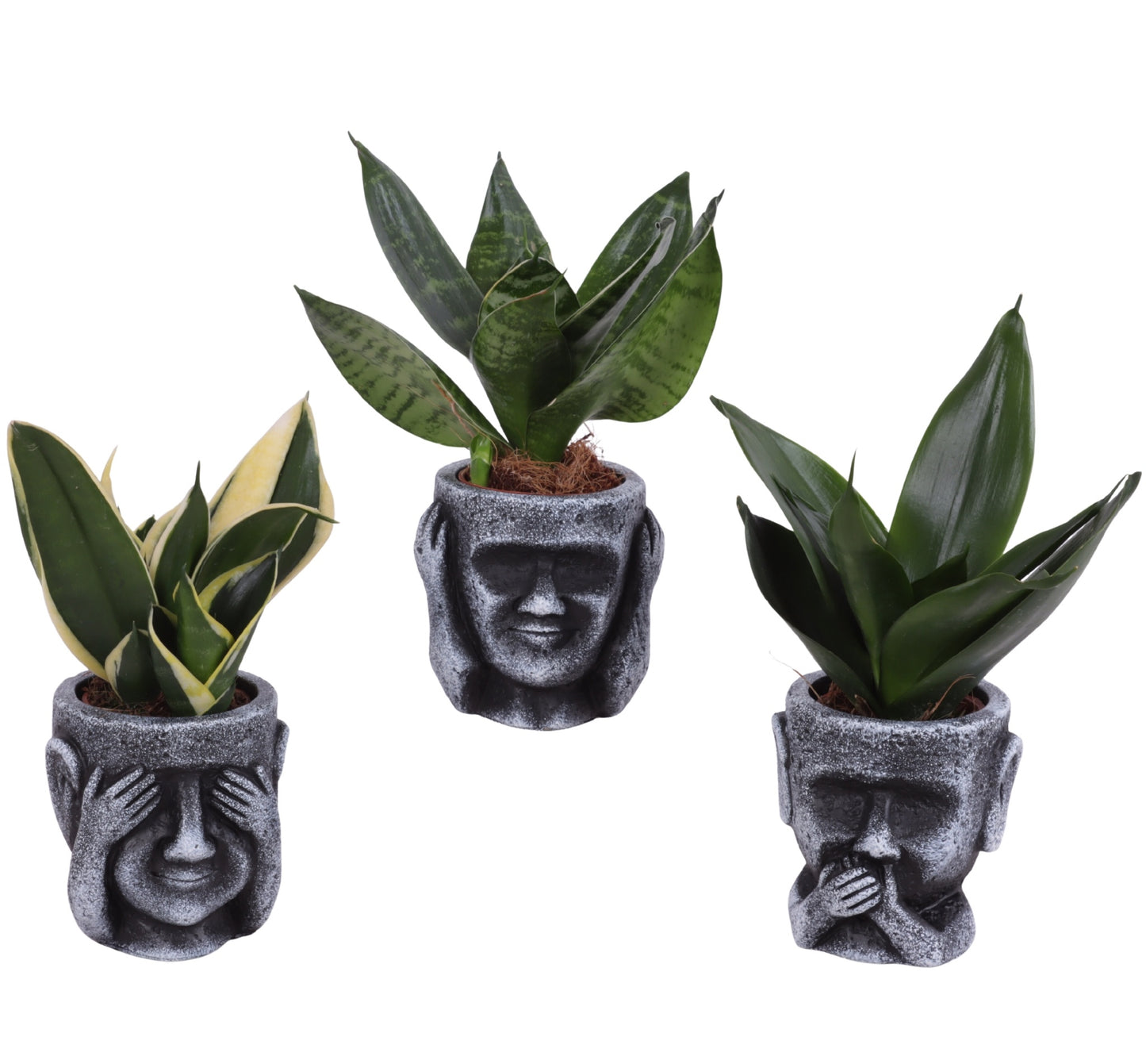 Sansevieria trifasciata 20cm 9cm Pot