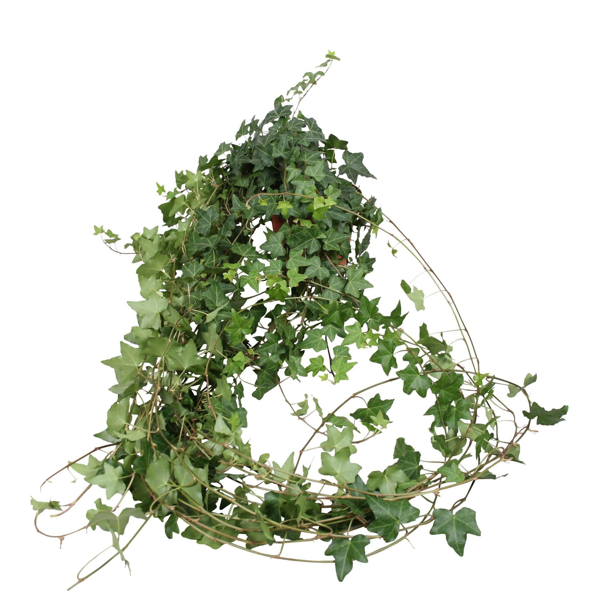 Vireo-Hedera plant BV Hedera helix Pittsburgh Pack of 10
