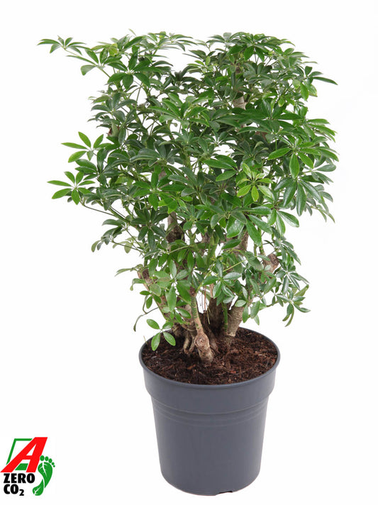 Schefflera Luseana 60cm 24cm Pot
