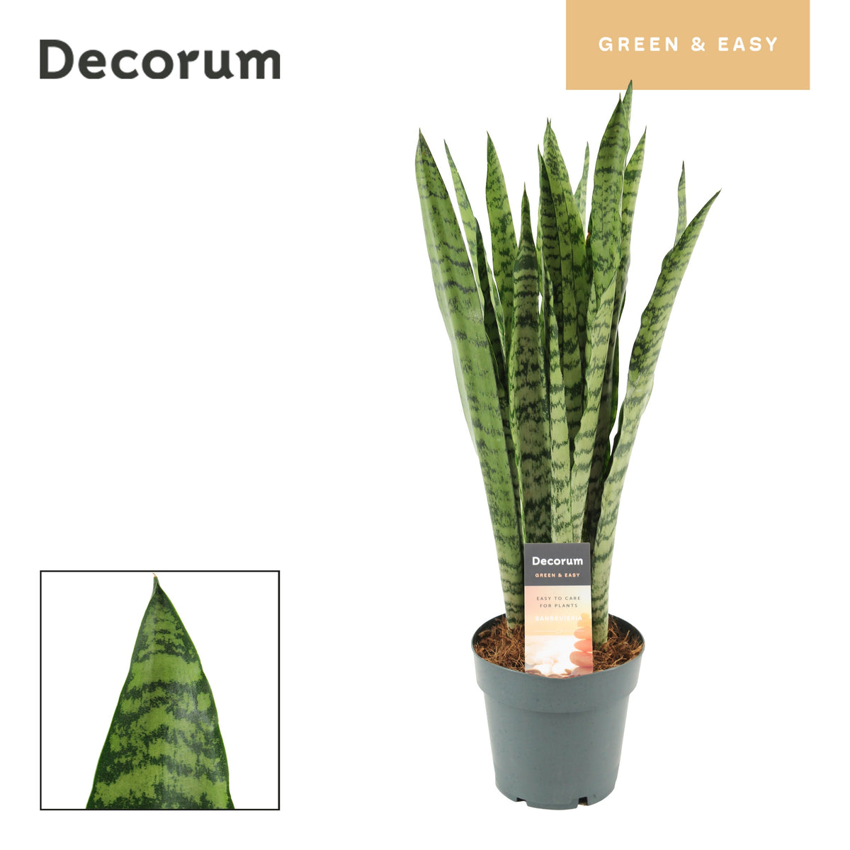 Sansevieria trifasciata 55cm 14cm Pot
