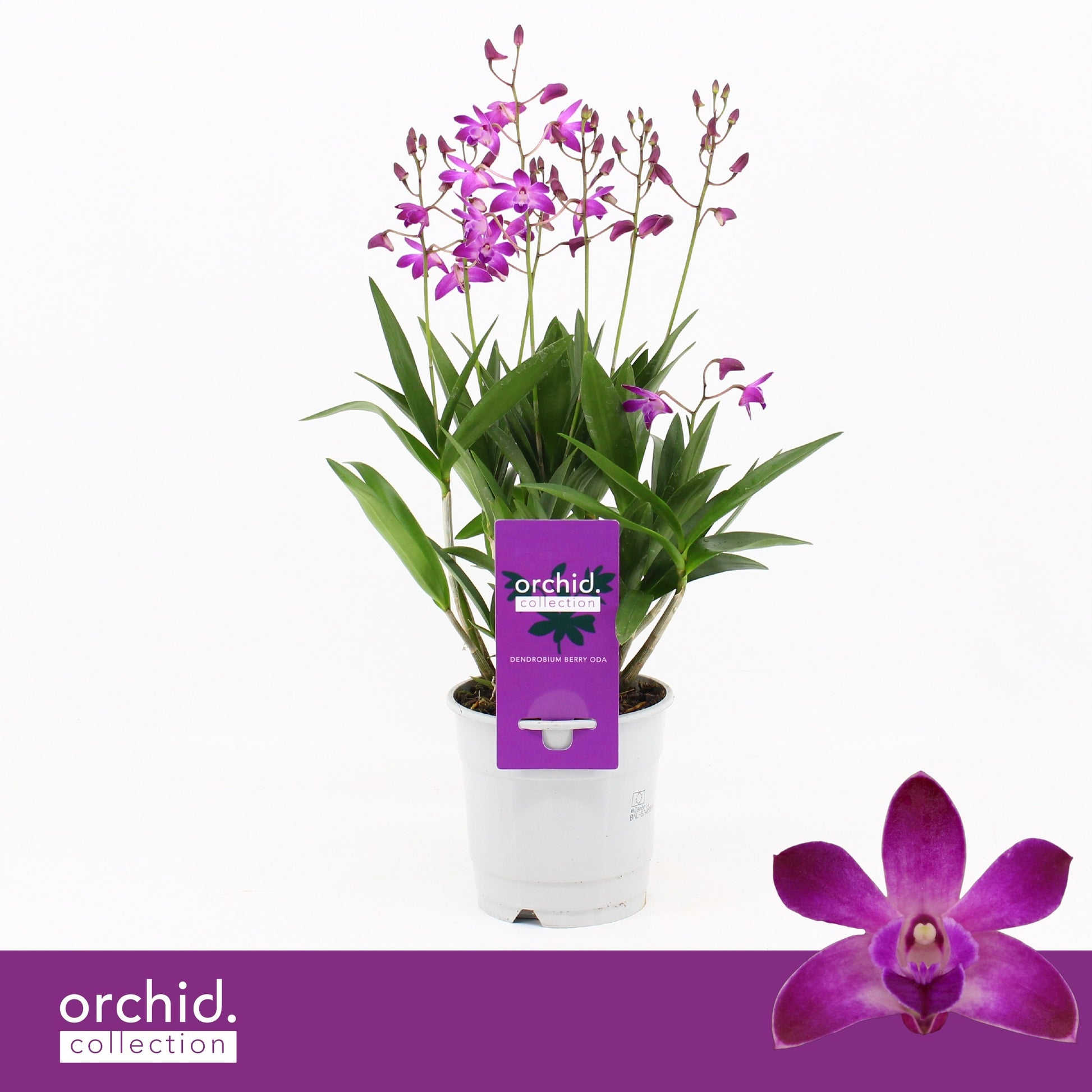 Dendrobium Berry Oda 40cm 12cm Pot