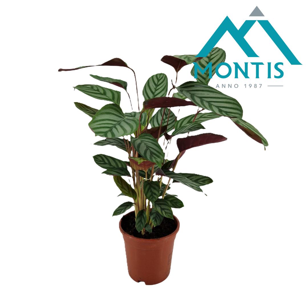 Montis-Zuidplas BV Ctenanthe oppenheimiana Pack of 6