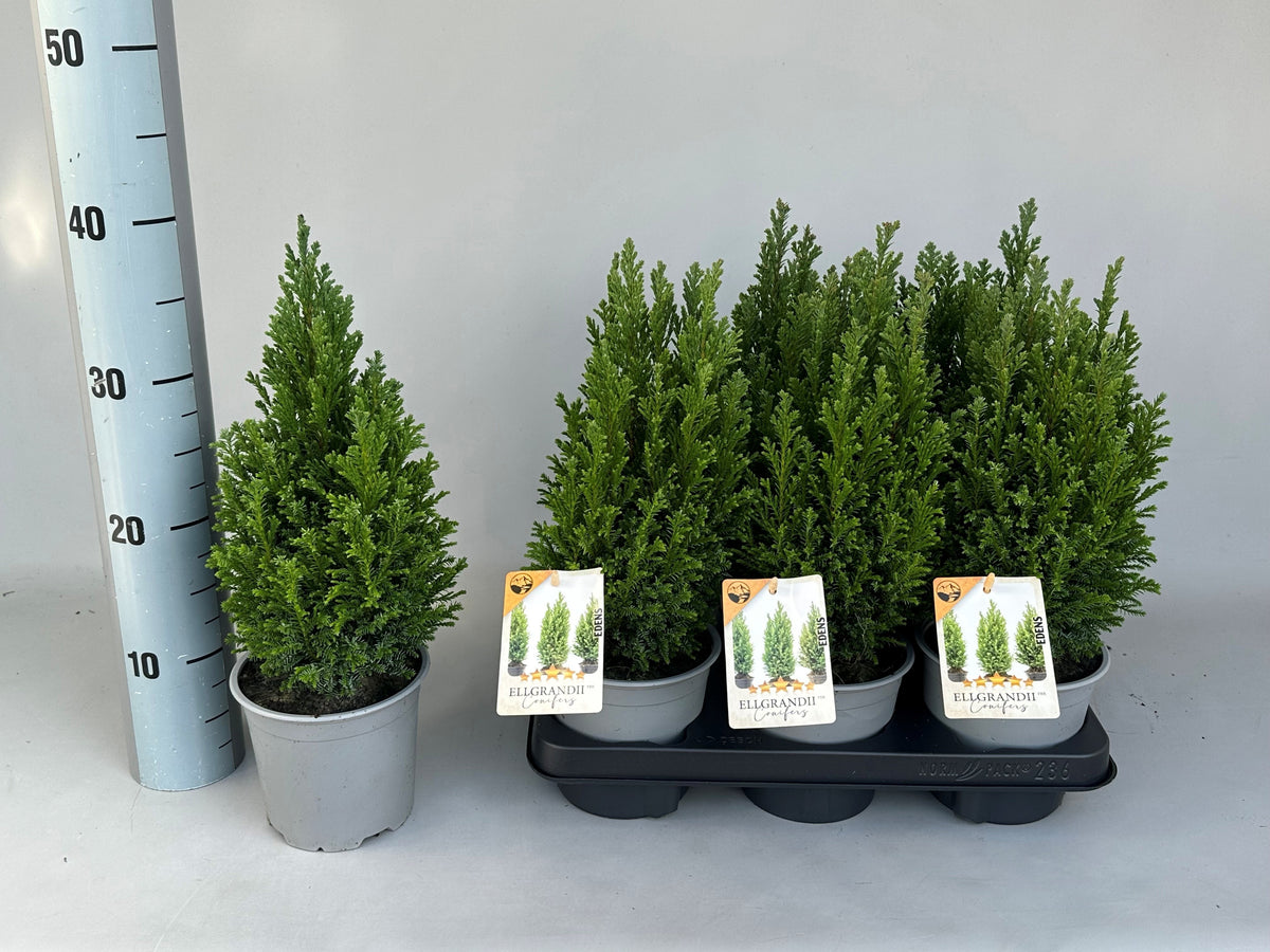 Chamaecyparis lawsoniana Ellgrandii 40cm 13cm Pot