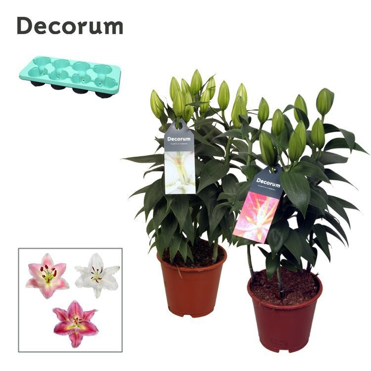 Lilium oriental mix 40cm 13cm Pot