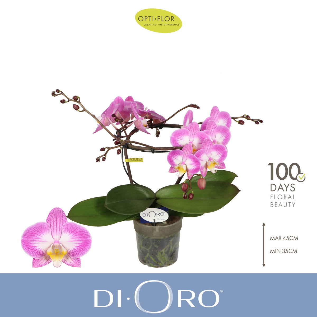 Phalaenopsis pink 50cm 12cm Pot