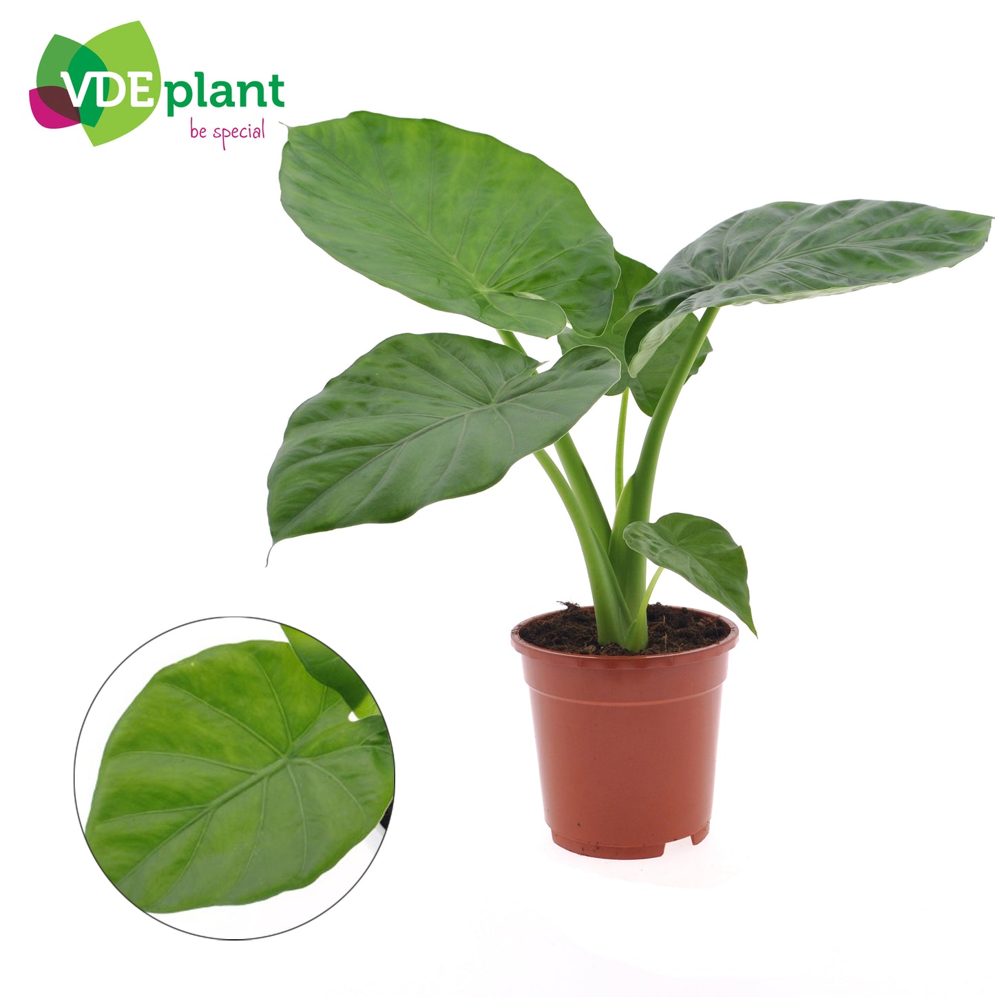 VDE plant BV Alocasia macrorrhizos Pack of 6