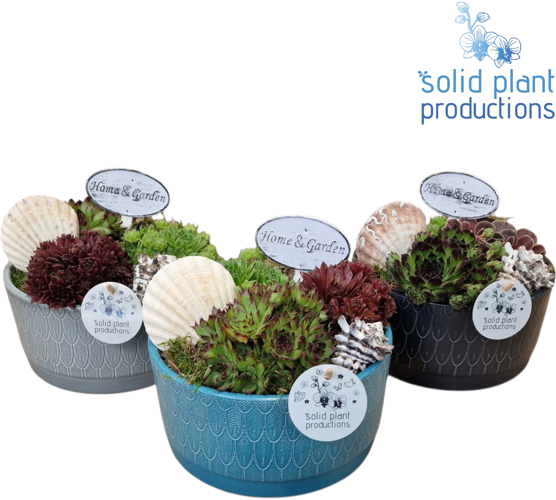 SMP002 Sarah Navy Sempervivum 18cm 19cm Pot