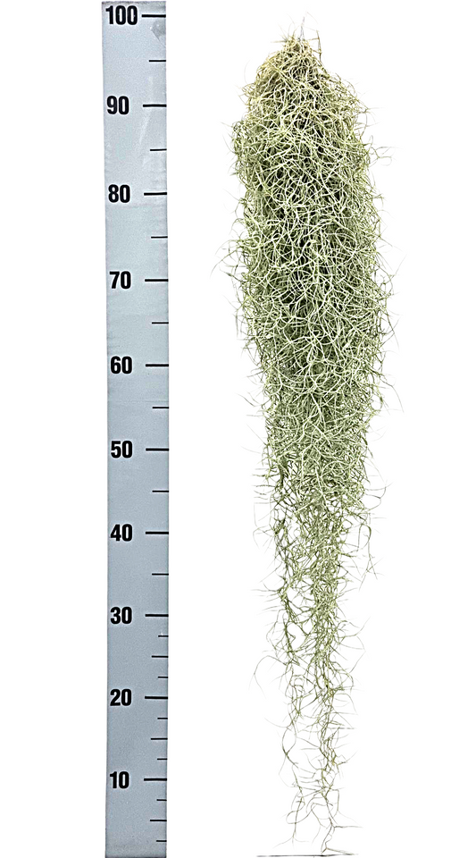 Tillandsia usneoides 100cm 10cm Pot