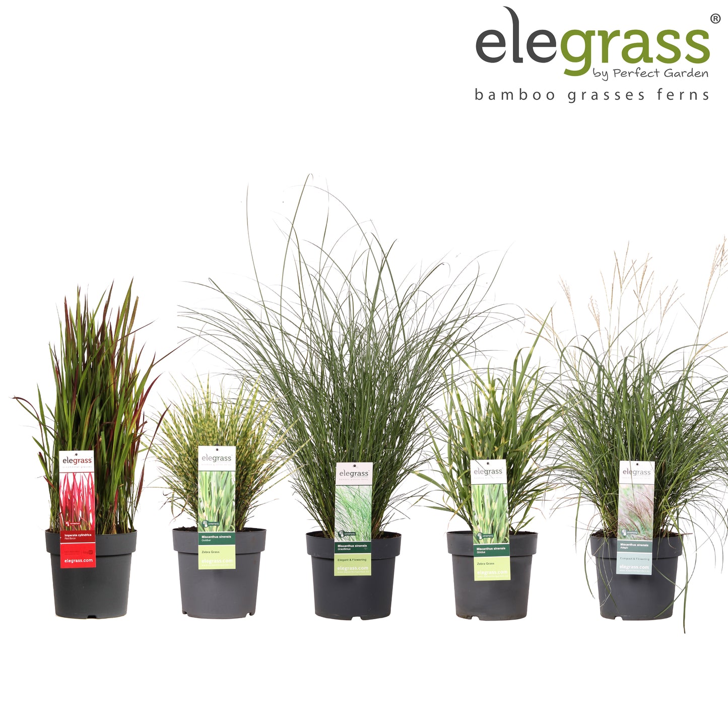 Miscanthus sinensis 100cm 23cm Pot
