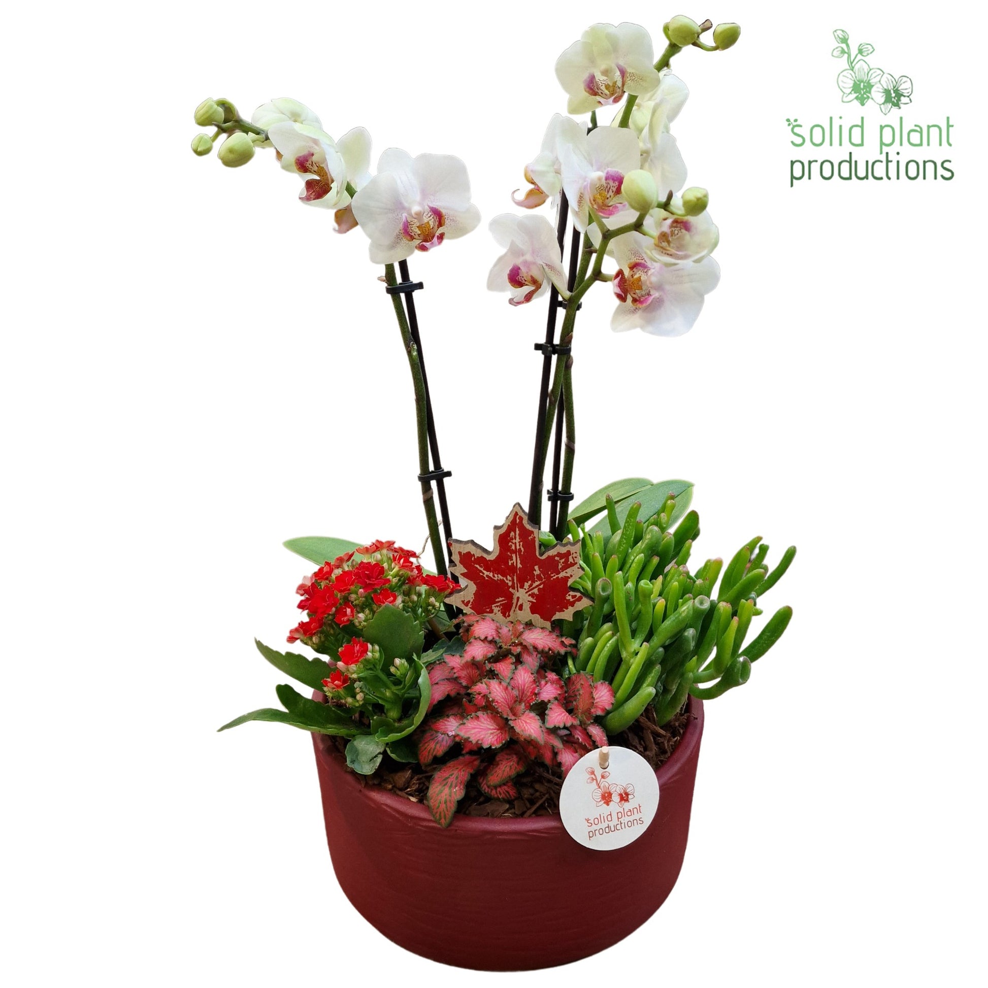PH004 Stella Red 45cm 22cm Pot