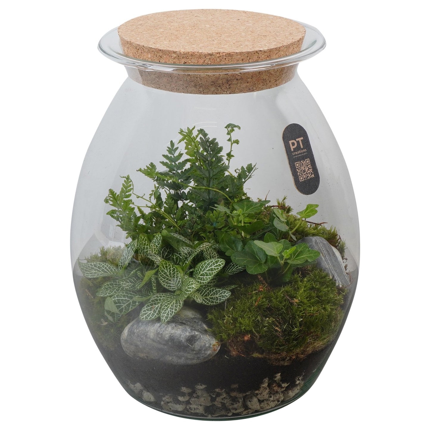 Indoor green arrangement 28cm 22cm Pot