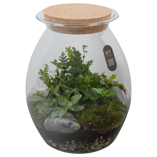 Indoor green arrangement 28cm 22cm Pot
