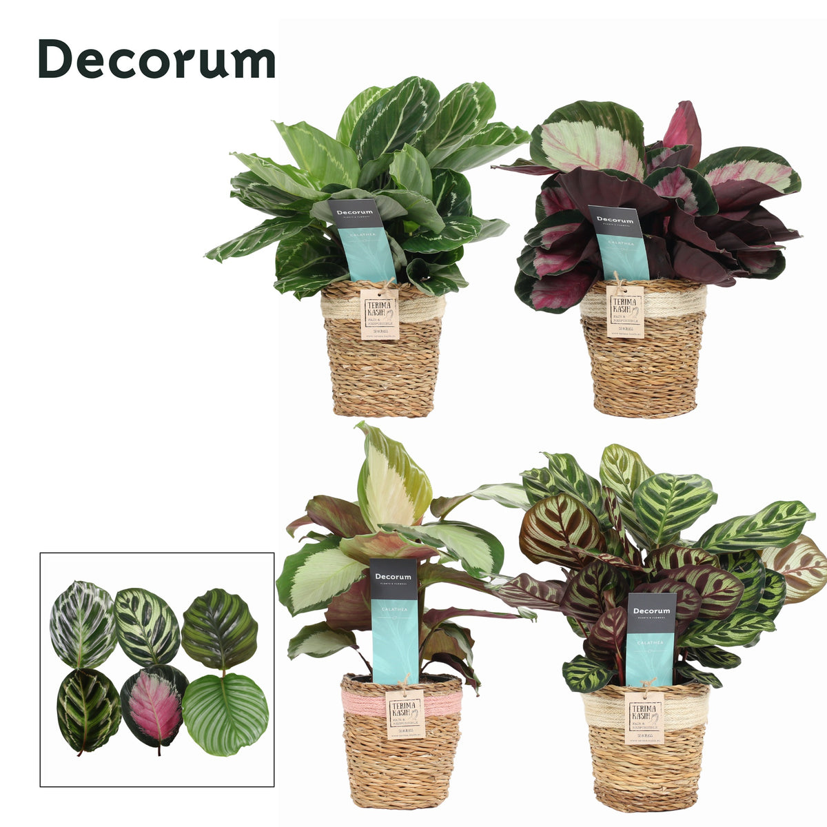 Calathea Hybrid 35cm 12cm Pot