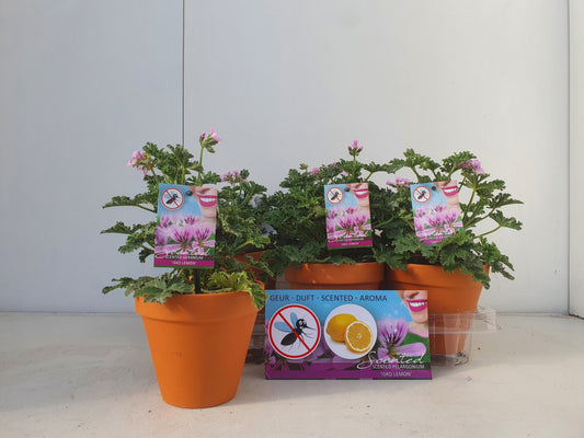 Pelargonium graveolens 25cm 13cm Pot