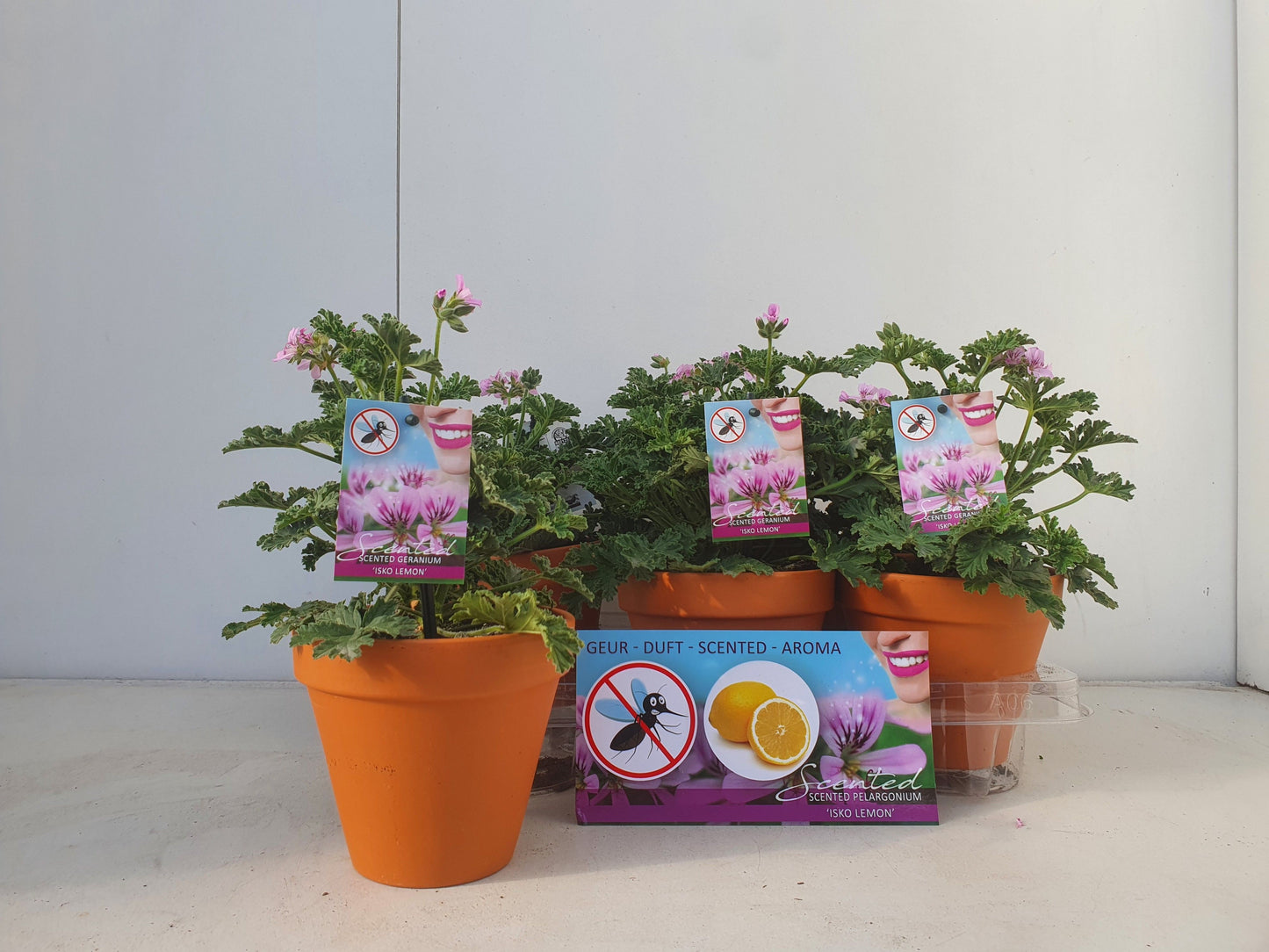 Bruinen BV, Hkw. Pelargonium graveolens Pack of 6