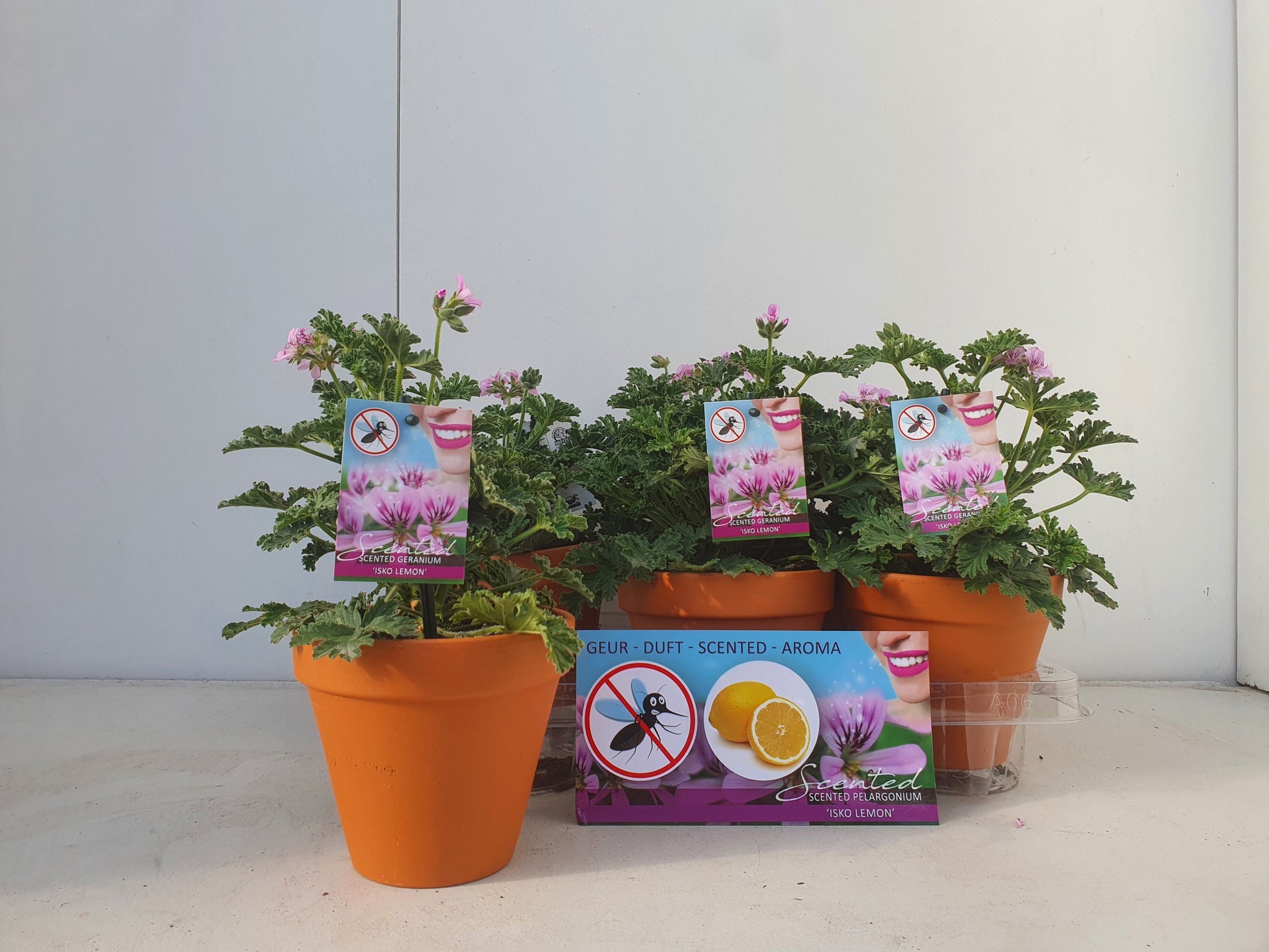 Bruinen BV, Hkw. Pelargonium graveolens Pack of 6