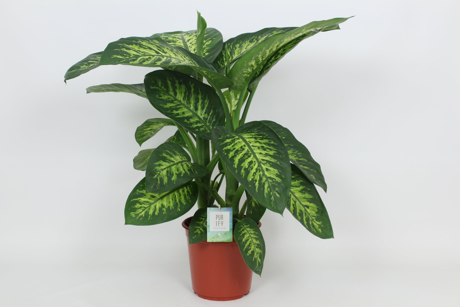 Elstgeest Potplanten Dieffenbachia Tropic Snow Pack of 3