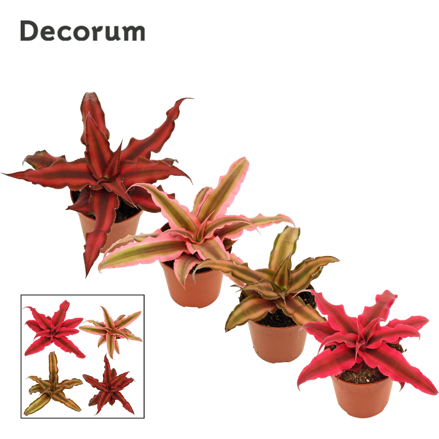 Cryptanthus mix 6cm 6cm Pot