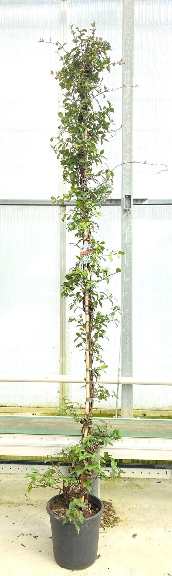 Trachelospermum jasminoides 300cm 30cm Pot