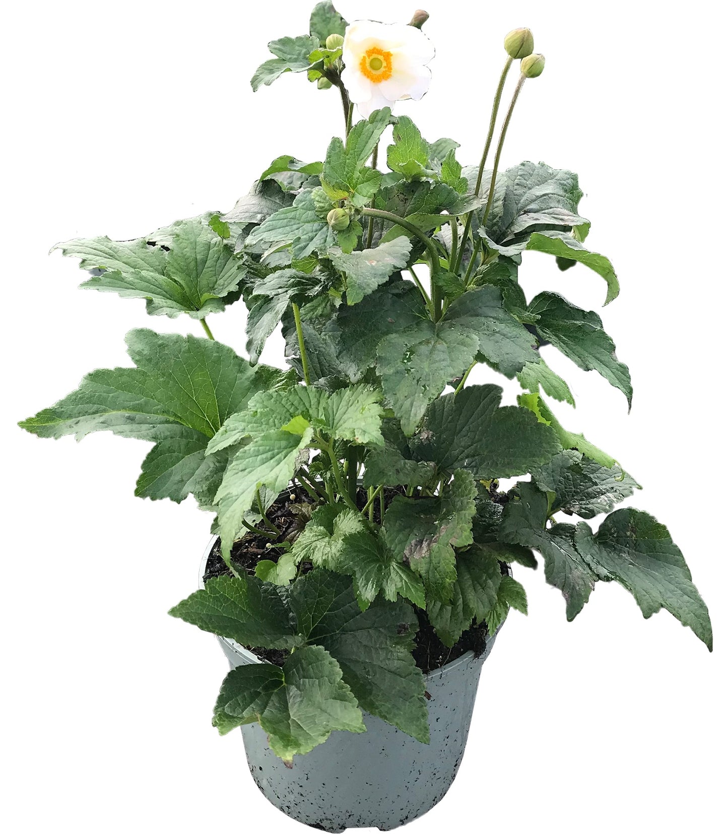 Woudenberg, VOF Gebr. van Anemone hup. Honorine Jobert Pack of 1