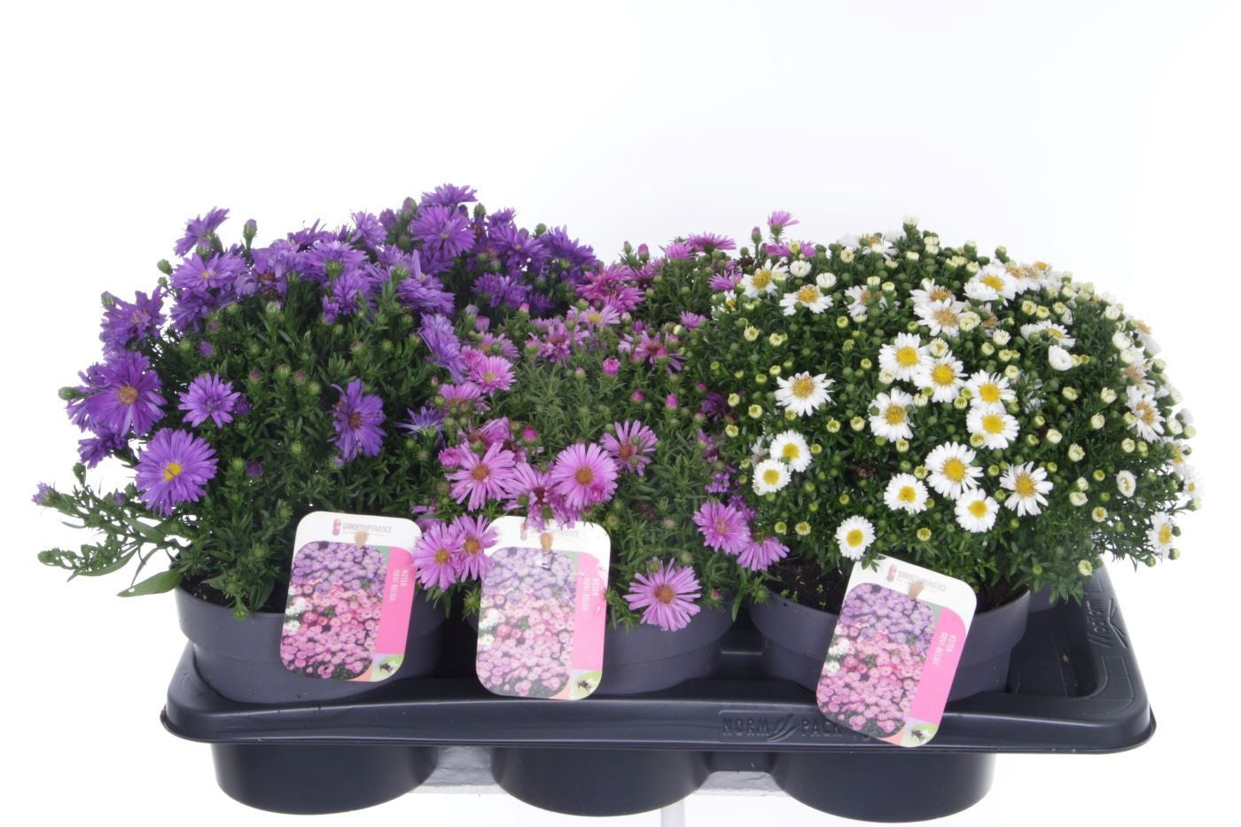 Aster mix 30cm 17cm Pot