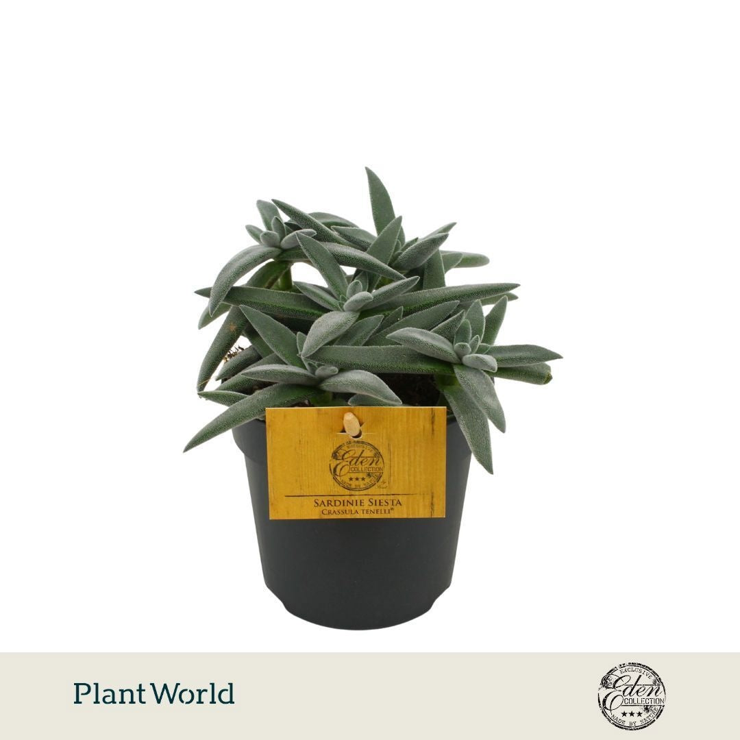 Plantworld Smit Kwekerij Crassula Tenellii Pack of 10